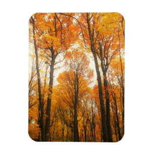 Orange Autumn Forest Magnet
