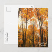 Orange Autumn Forest Postkarte (Vorne/Hinten)