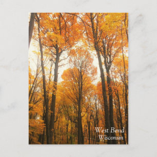 Orange Autumn Forest Postkarte
