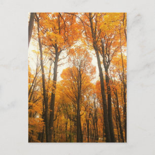 Orange Autumn Forest Postkarte