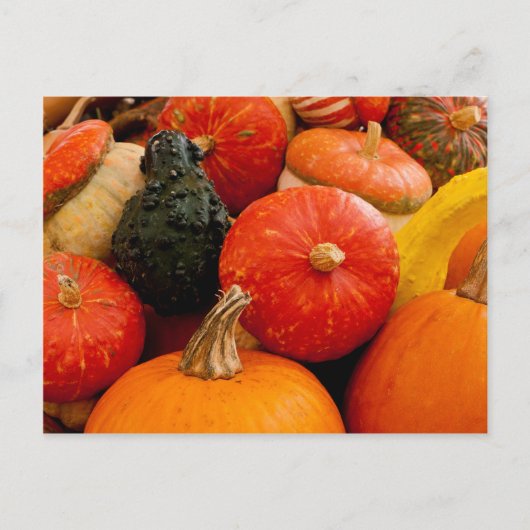 Orange Autumn Pumpkins Postkarte (Vorderseite)