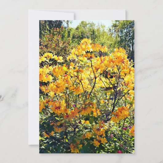 Orange Azalea (Vorderseite)