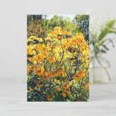 Orange Azalea (Stehend Vorderseite)