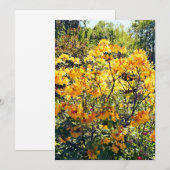 Orange Azalea (Vorne/Hinten)