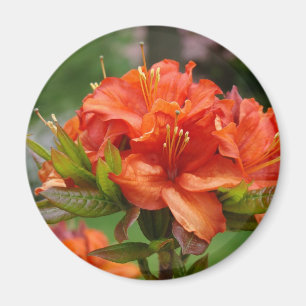 Orange AZALEA 14 BLUME Azaleas Karten Geschenke Ta Magnet