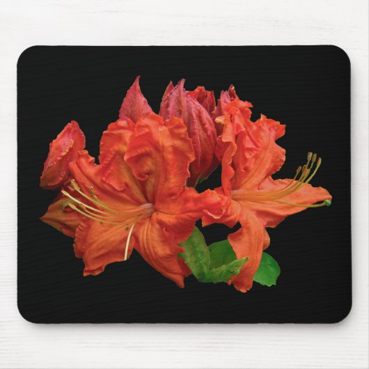 Orange Azalea Blüten Mousepad (Vorne)