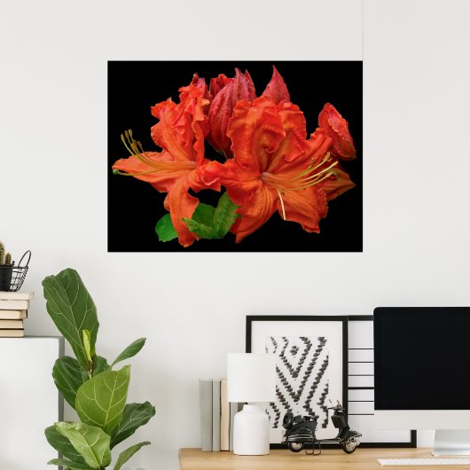 Orange Azalea Blüten Poster (Heimbüro)