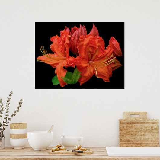 Orange Azalea Blüten Poster (Küche)