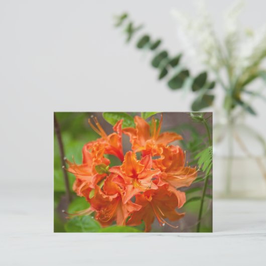 Orange Azalea Bush Florale Postkarten (Stehend Vorderseite)