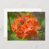 Orange Azalea Bush Florale Postkarten (Vorne/Hinten)