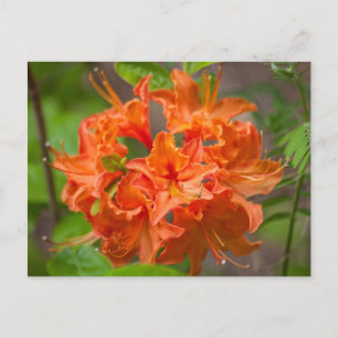 Orange Azalea Bush Florale Postkarten