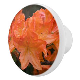 Orange Azalea Rhododendron Blume Keramikknauf
