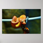 Orange Ball Python Poster (Vorne)