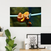 Orange Ball Python Poster (Heimbüro)
