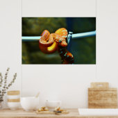 Orange Ball Python Poster (Küche)
