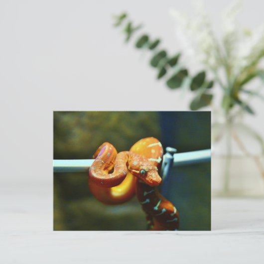 Orange Ball Python Postkarte (Stehend Vorderseite)