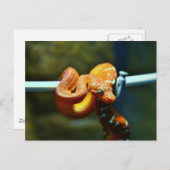 Orange Ball Python Postkarte (Vorne/Hinten)