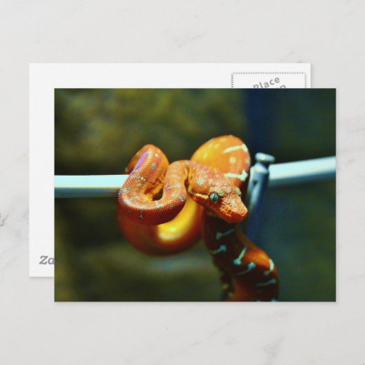 Orange Ball Python Postkarte (Vorne/Hinten)