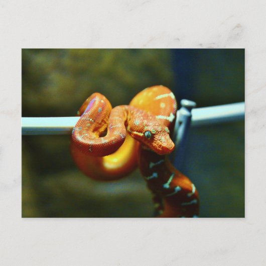 Orange Ball Python Postkarte (Vorderseite)