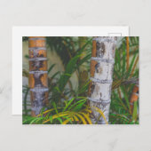 Orange Bamboo Postkarte (Vorne/Hinten)