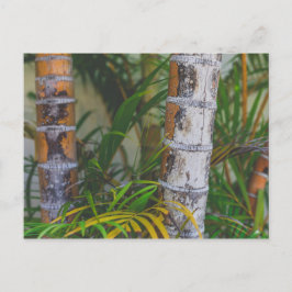 Orange Bamboo Postkarte