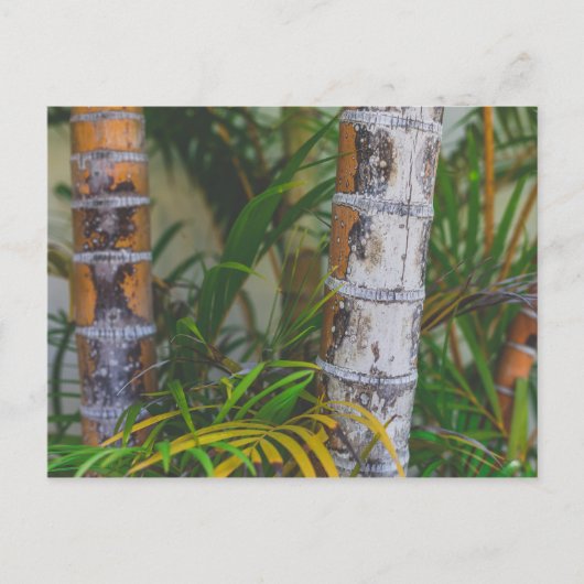 Orange Bamboo Postkarte (Vorderseite)