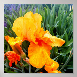 Orange Bearded Iris Poster
