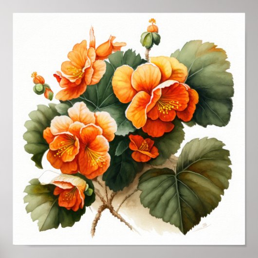 Orange Begonias Blume Art Print Poster (Vorne)