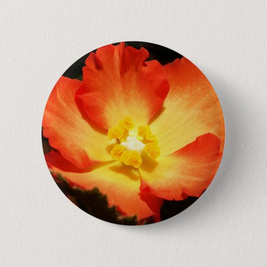 Orange Begonien-Knopf Button (Vorderseite)