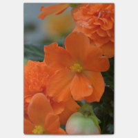 Orange Begonien