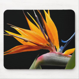 Orange Bird of Paradise Pflanze Blütenblume Mousepad
