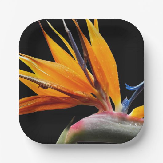Orange Bird of Paradise Pflanze Blütenblume Pappteller (Vorderseite)