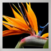Orange Bird of Paradise Pflanze Blütenblume Poster (Vorne)