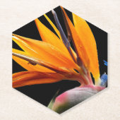 Orange Bird of Paradise Pflanze Blütenblume Untersetzer (Vorderseite)