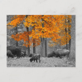 Orange Bison Postkarte