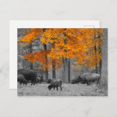 Orange Bison Postkarte (Vorne/Hinten)