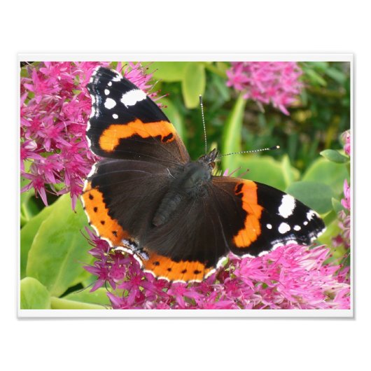 Orange Black and White Butterfly Poster (Vorne)