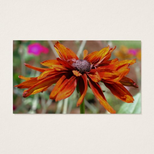 Orange Black Mit Augen Susan Daisy Blume (Rückseite)