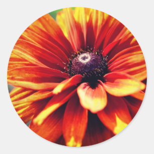 Orange Black Mit Augen Susan Daisy Blume Runder Aufkleber