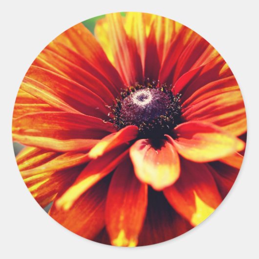 Orange Black Mit Augen Susan Daisy Blume Runder Aufkleber (Vorderseite)