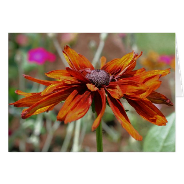 Orange Black Mit Augen Susan Flower Fotocard (Vorderseite (Horizontal))