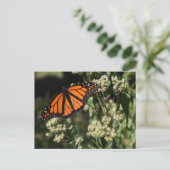 Orange Black Monarch Butterfly Naturfotografie Postkarte (Stehend Vorderseite)