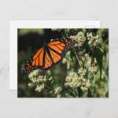 Orange Black Monarch Butterfly Naturfotografie Postkarte (Vorne/Hinten)