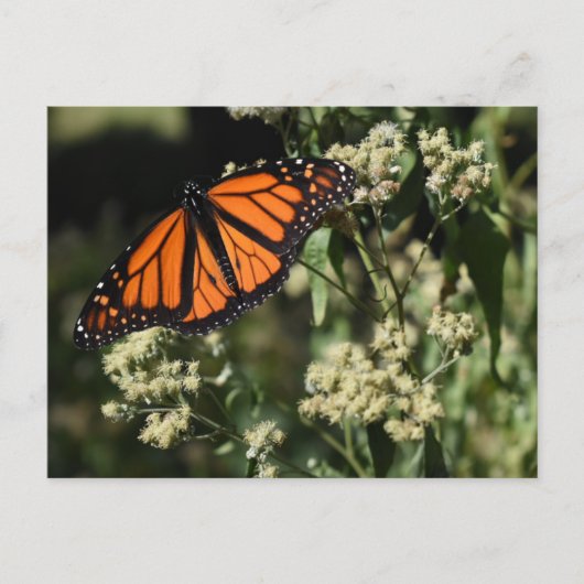 Orange Black Monarch Butterfly Naturfotografie Postkarte (Vorderseite)