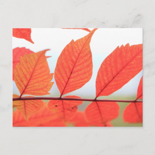 Orange-Blätter im Herbst Postkarte (Vorderseite)