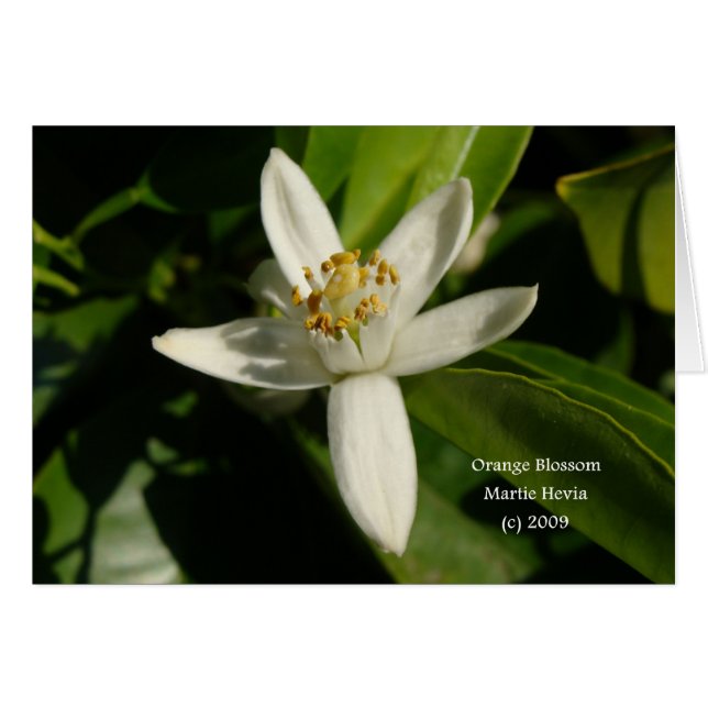 Orange Blossom - California Gardens Card (Vorderseite (Horizontal))