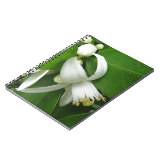 Orange Blossom Notizblock (Linke Seite)