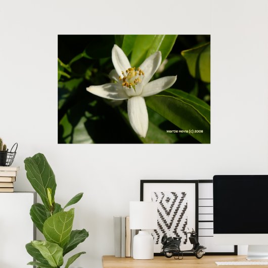 Orange Blossom Poster (Heimbüro)