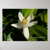 Orange Blossom Poster (Vorne)