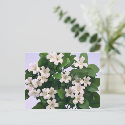 Orange Blossom Postkarte (Stehend Vorderseite)